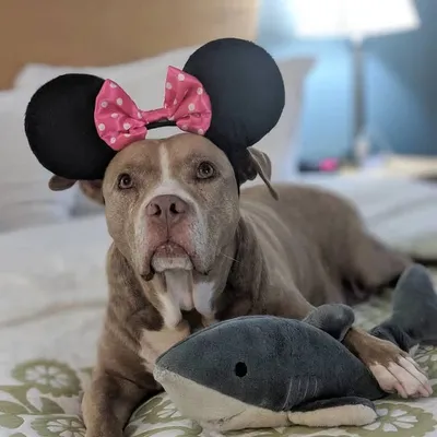 Lexy_the_Elderbull profile