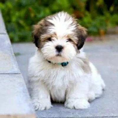 Lhasa Apso profile
