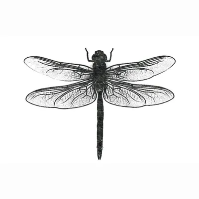 Libelula profile