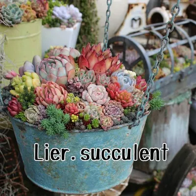 Lier.succulentリエールサキュレント profile