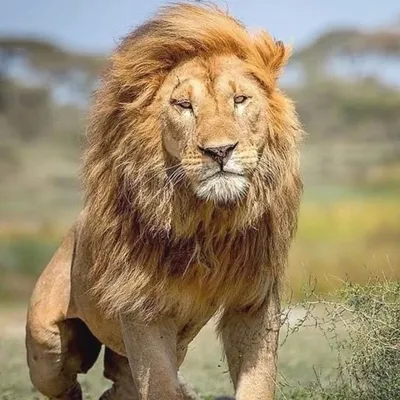 wild life profile