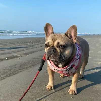 Georgie profile