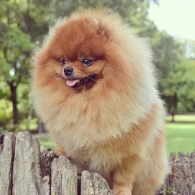 Meeko's Story profile