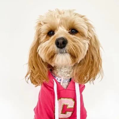 Cali The Cavapoo ๐ profile