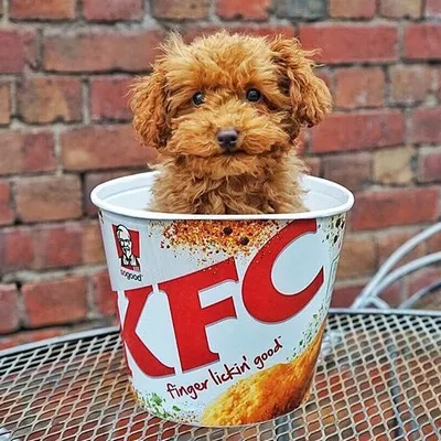 Jinkee the Red Toy Poodle♀ profile