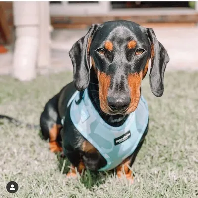 Frankie the Dachshund ๐ญ profile