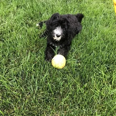 Molly the playful pup🌈🐶 profile