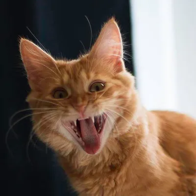 Tormund Kittensbane profile