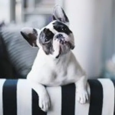 Violet The French Bulldog profile