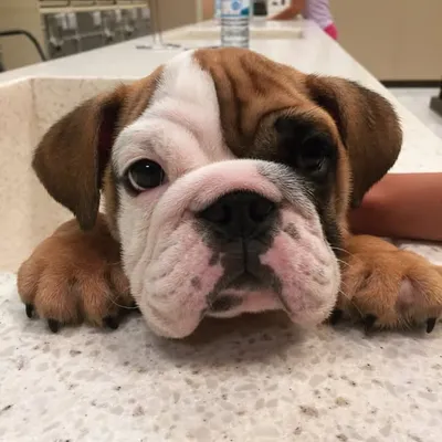 Winston profile