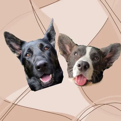 Katara & Bernie ๐พ profile