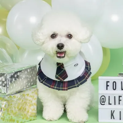 Kimchi BichonPoodle Toronto profile