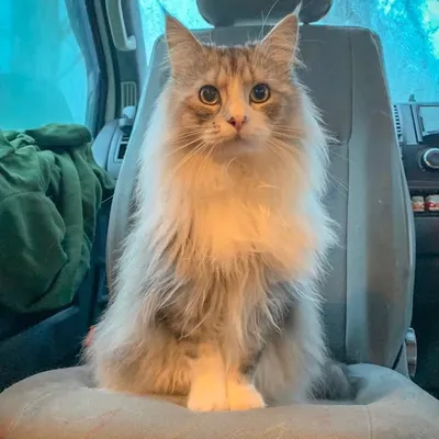 Milomute profile
