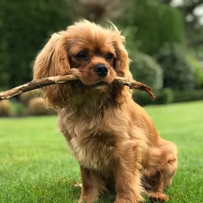 Manzo The Cavalier Pup profile