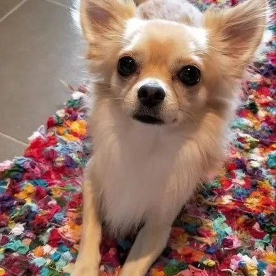 Mickey the Chihuahua profile