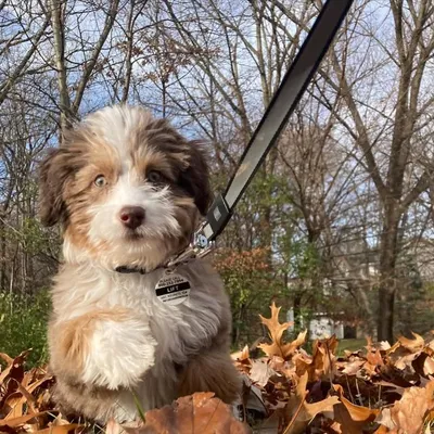 Lift the pup! profile