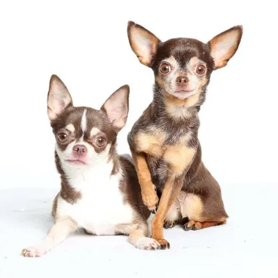 ChiHuaHua profile