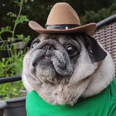 đź‘‘Lil' Picklesđź‘‘ profile