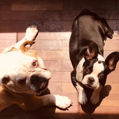 Lila, Renard y Roma profile