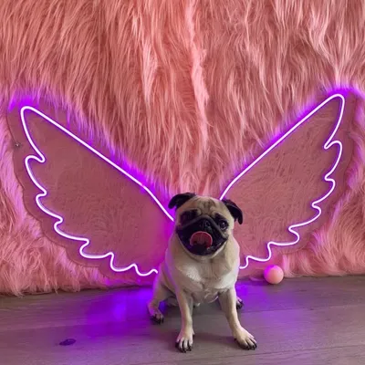 Lila’s PugLife ☽ profile