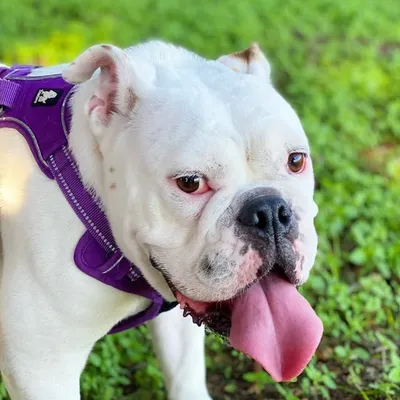 Marshmallow Molly profile
