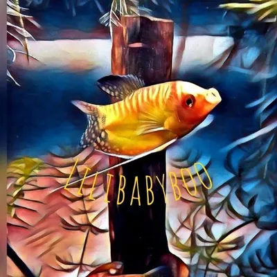lilibabyboo profile