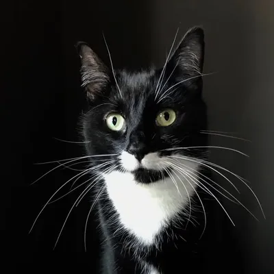 The London Cat Behaviourist Marjan Debevere
