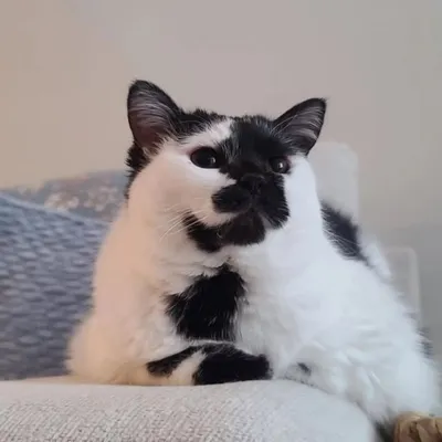 Little Cow Cat profile