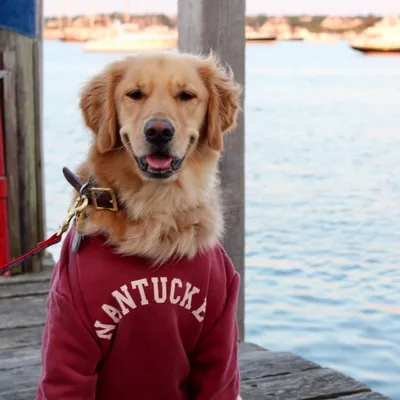 Lilly the Golden Retriever ๐ profile