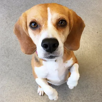 Lilo the Beagle ๐ถ๐ profile