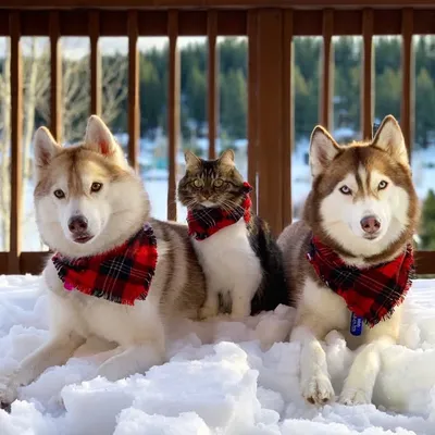 🐕Lilo 🐕Infinity & 🐈Rosie profile