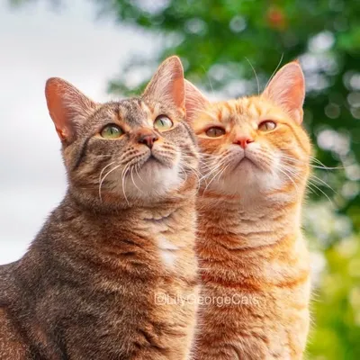 Lily & George Cats profile