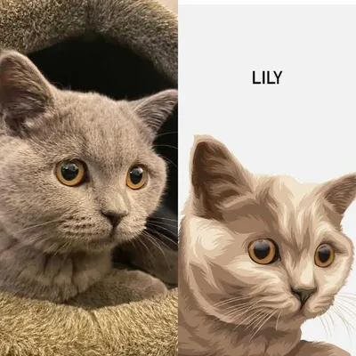 Lily T profile