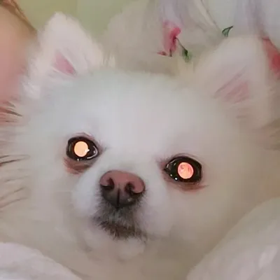 Temmie & DaVinky profile