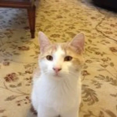 Limpy The Toilet Trained Cat