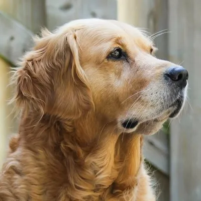 Linda profile