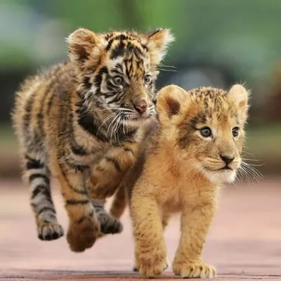lions & dogs profile