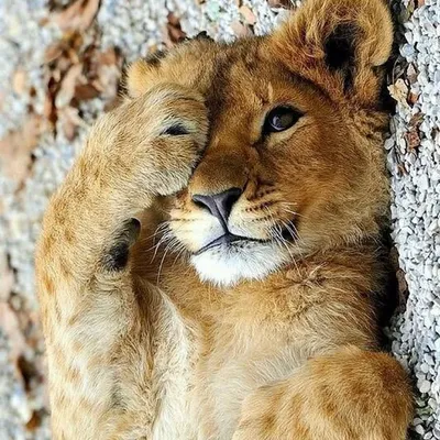 LION ๐ฆ profile