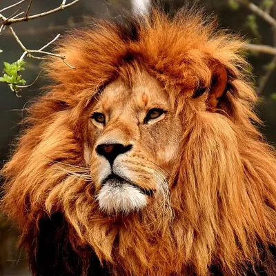 Lions Wildlife profile