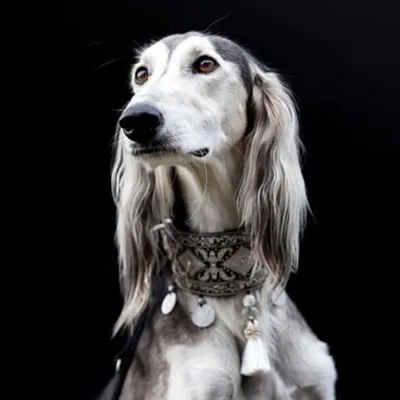 @liothesaluki Instagram profile photo