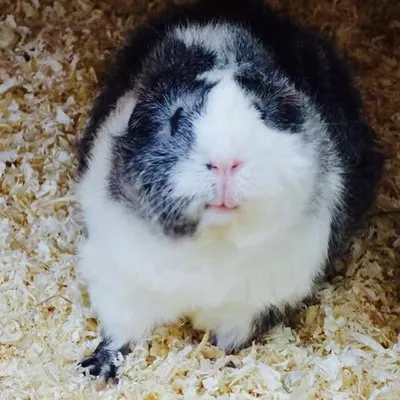 Little Adventures profile