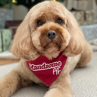 Archie Bear ๐ profile