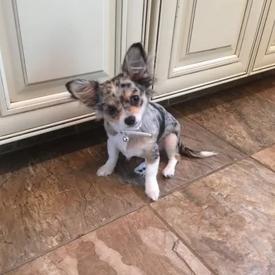 Little Blue Beary profile