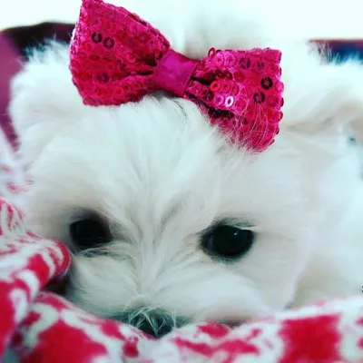 Little Maltese profile
