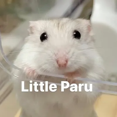 Little Paru profile