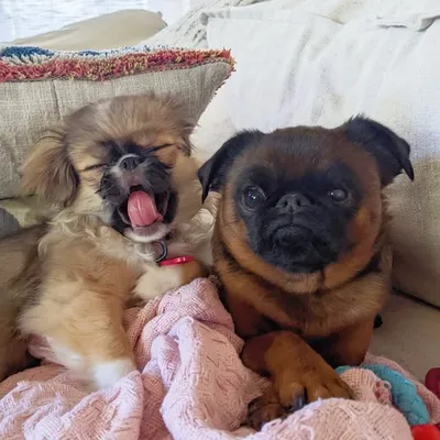 Cosmo & Maisy profile