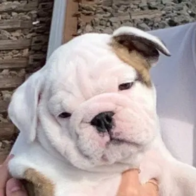 Duke the English Bulldog profile