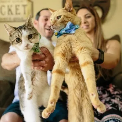 The DiPaolo Cats profile