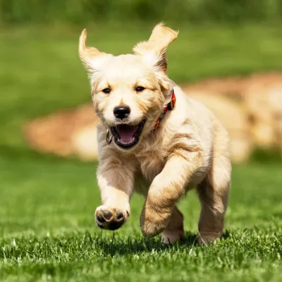 Dog World profile