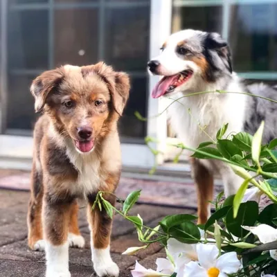 Luna and Stella profile